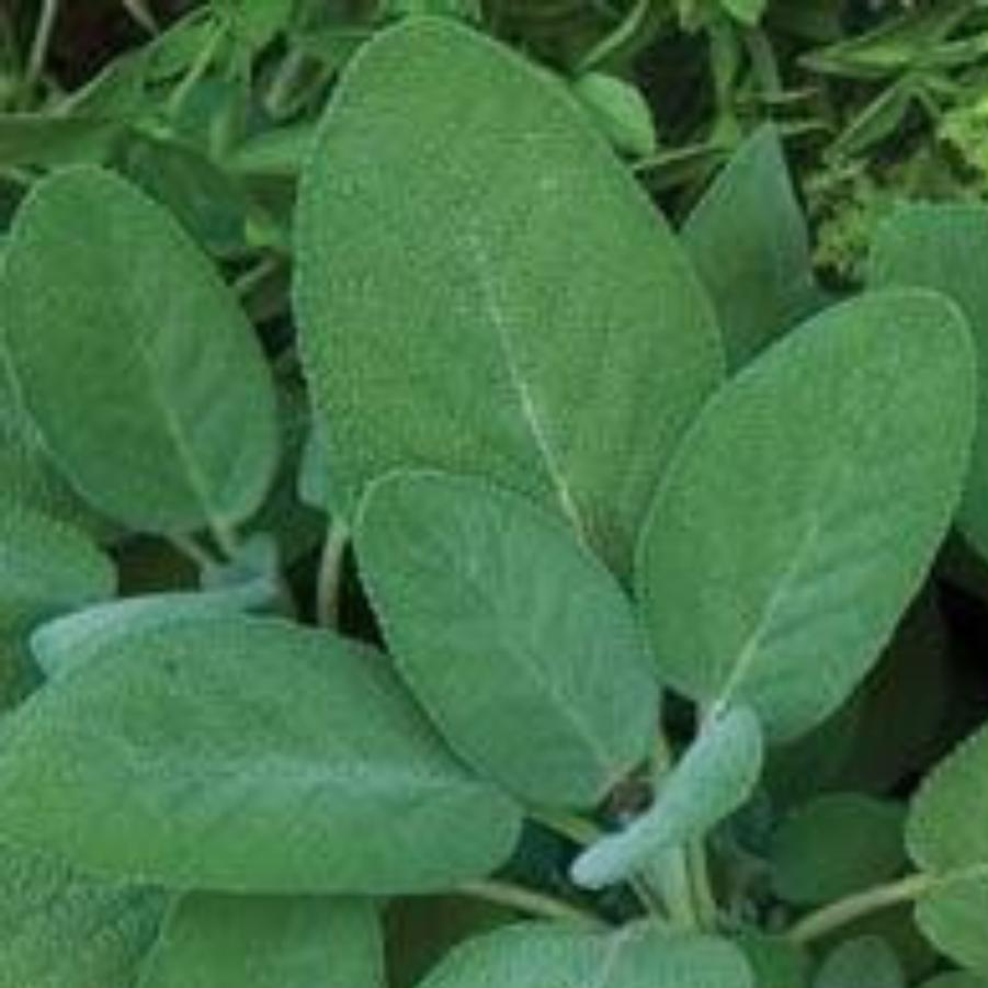 Salvia Sage 