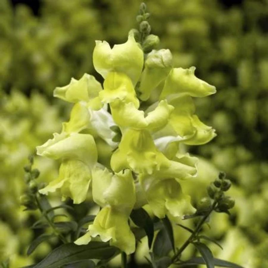 Snapdragon Snaptini Yellow 