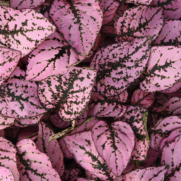 Hypoestes Splash Select Pink 