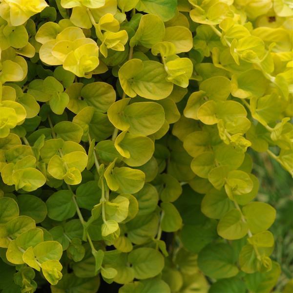 Lysimachia Goldilocks Green 