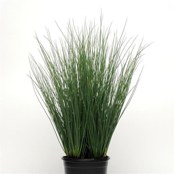 Juncus Blue Arrow Blue-Green 