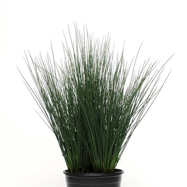 Juncus Colorgrass Blue Dart 