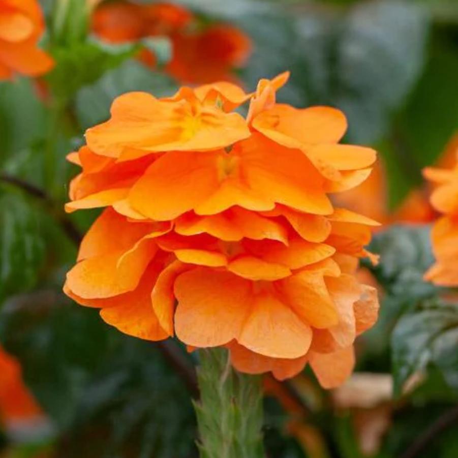 Crossandra Orange Marmalade 