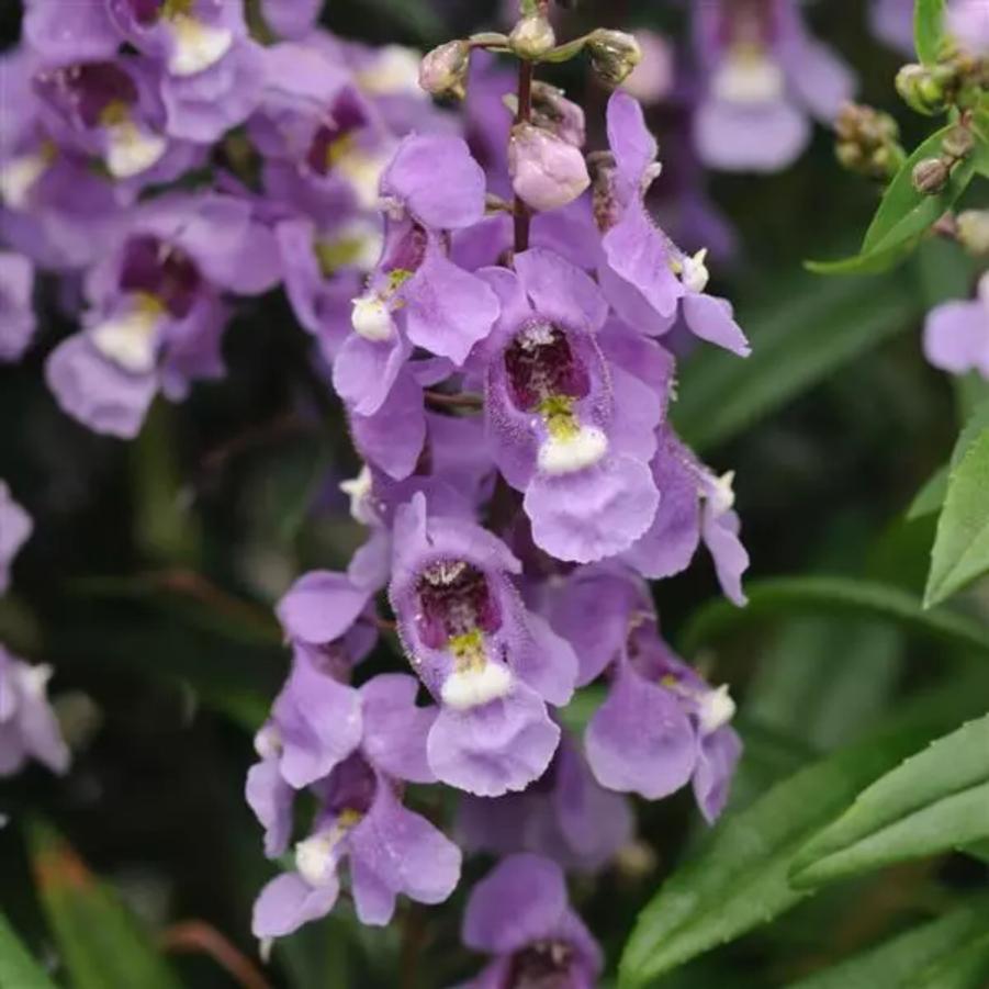 Angelonia Serena Sky Blue 