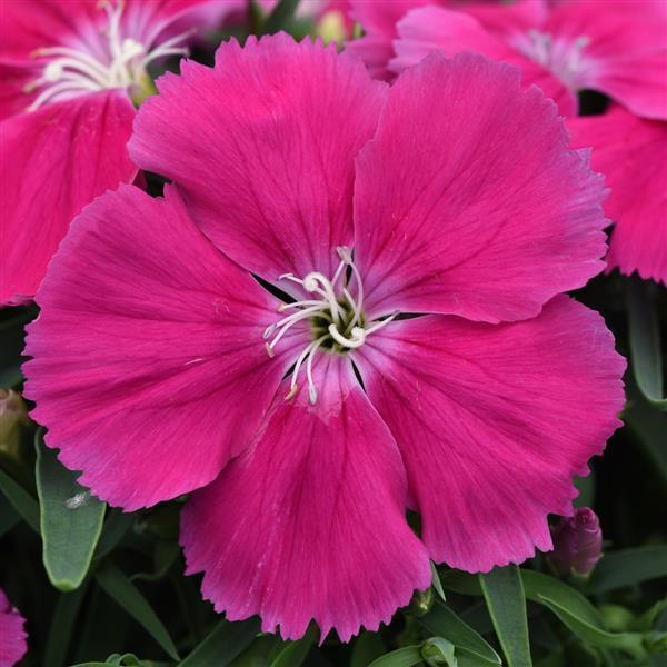 Dianthus Coronet Rose 
