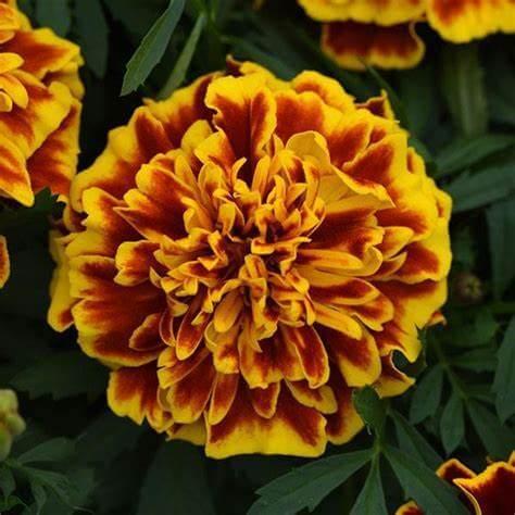 Marigold Bonanza Bee 