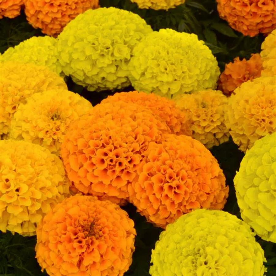 Marigold Taishan Mix 