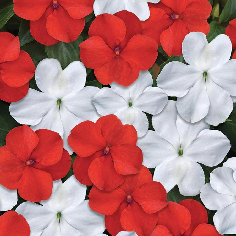 Impatien Beacon Red and White Mix 