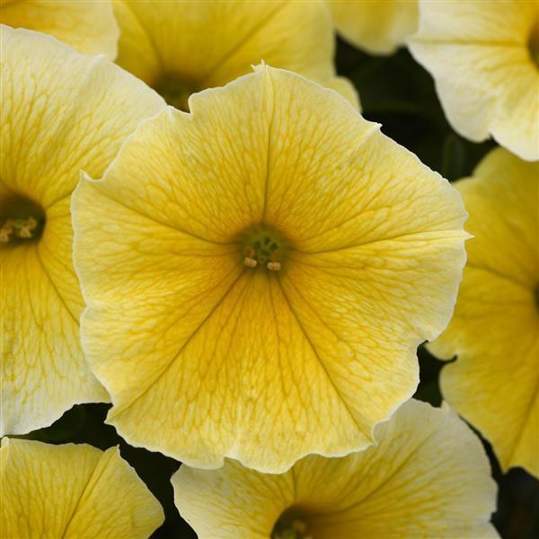 Petunia Bee's Knees Yellow 