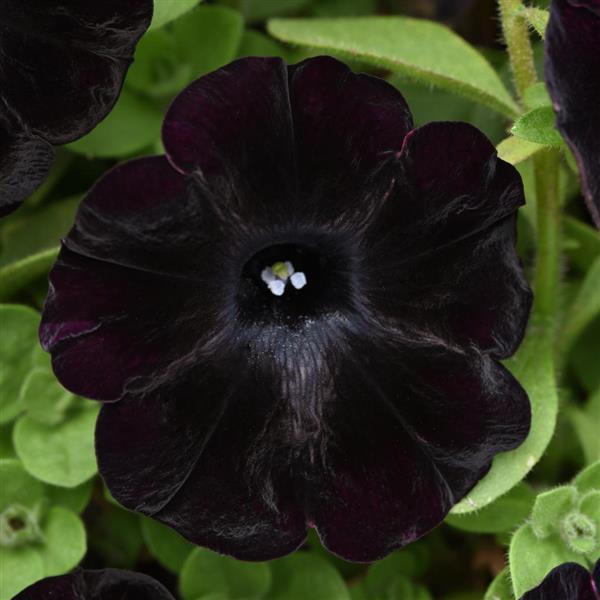 Petunia Startlet Velvet 
