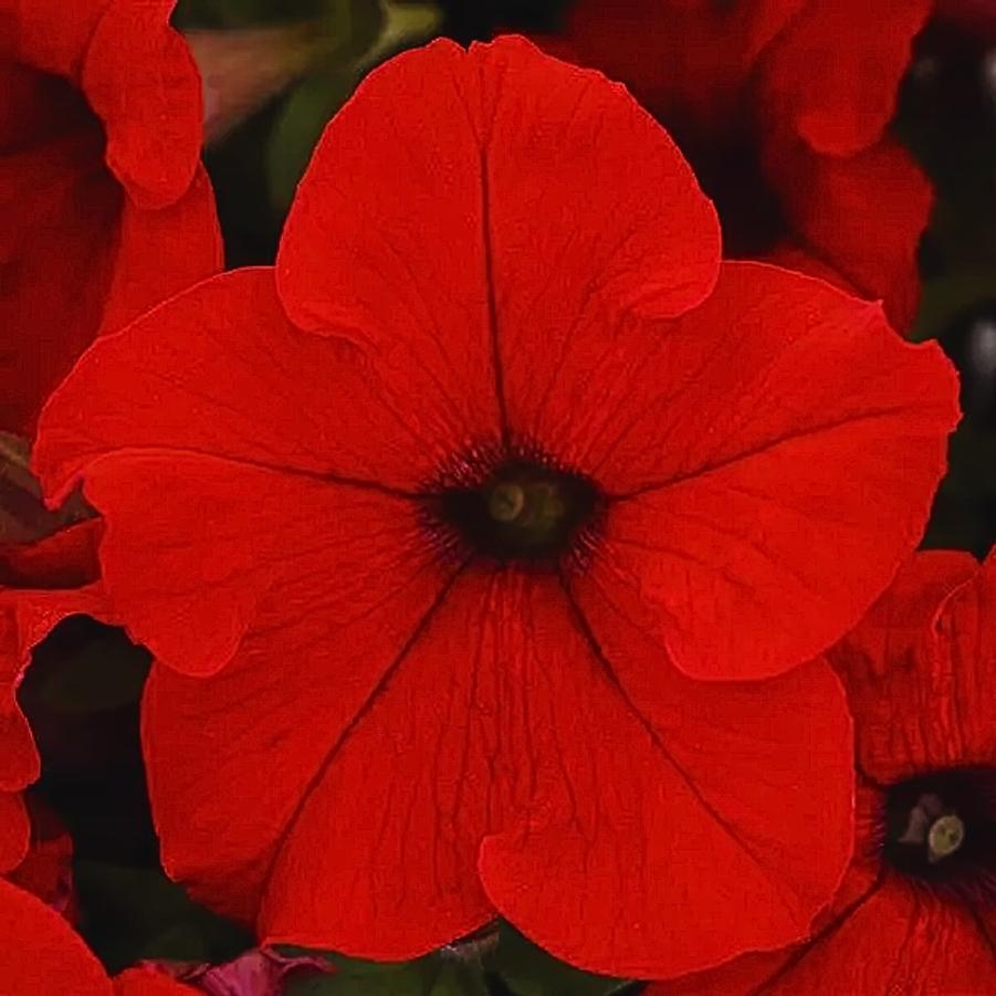 Petunia EZ Rider Red 