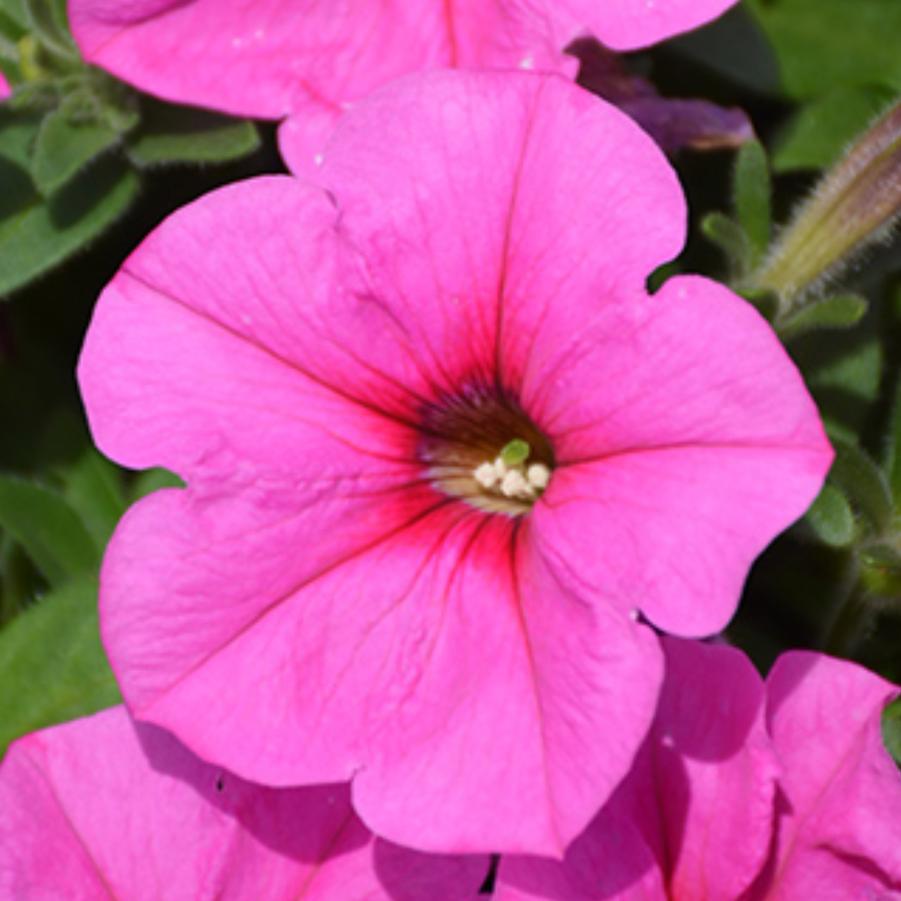 Petunia Potunia Plus Pinkalicious 