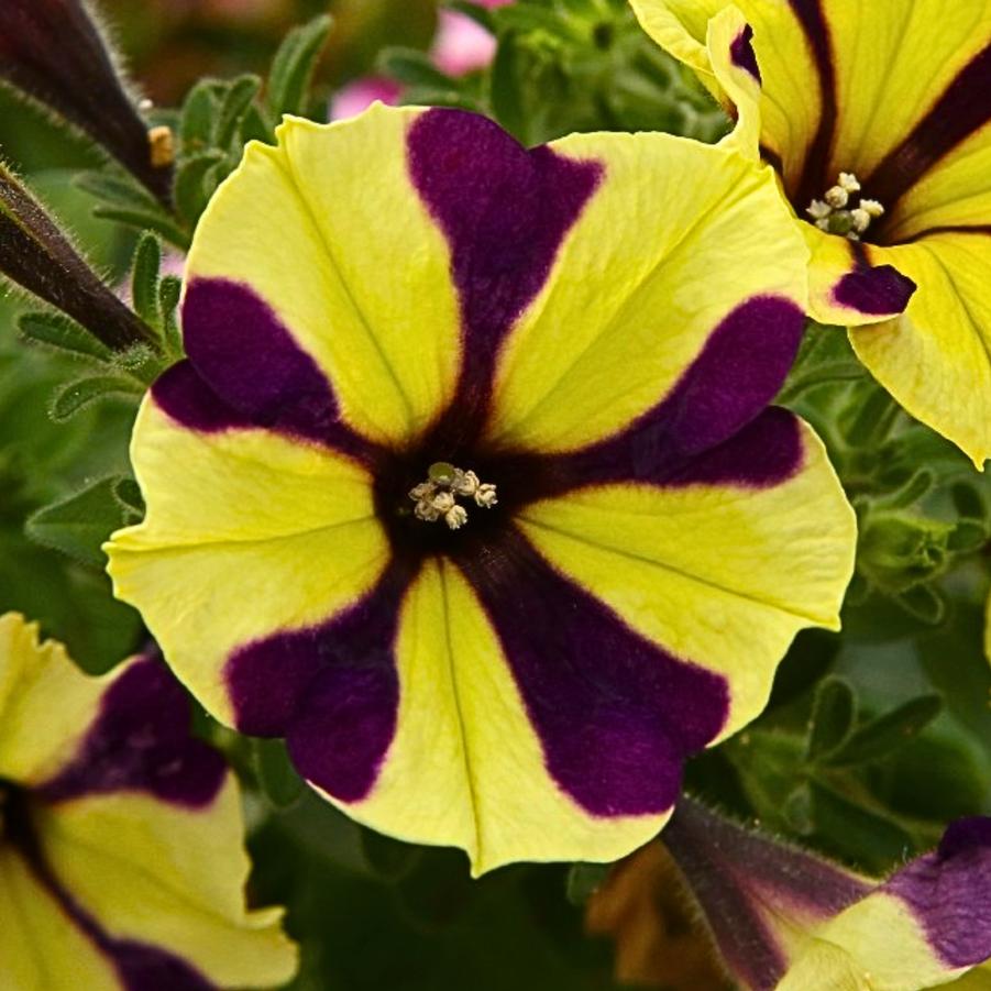 Petunia Smartunia WIndmill Black 