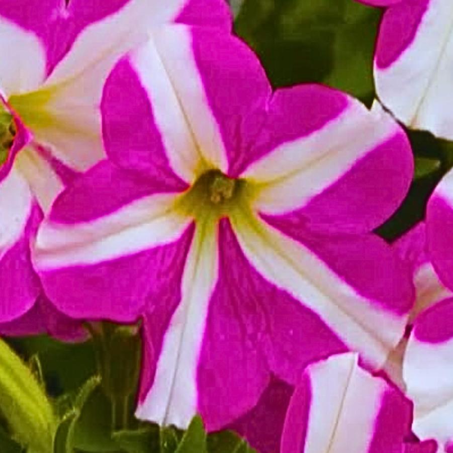Petuni Smartunia WIndmill Pink 