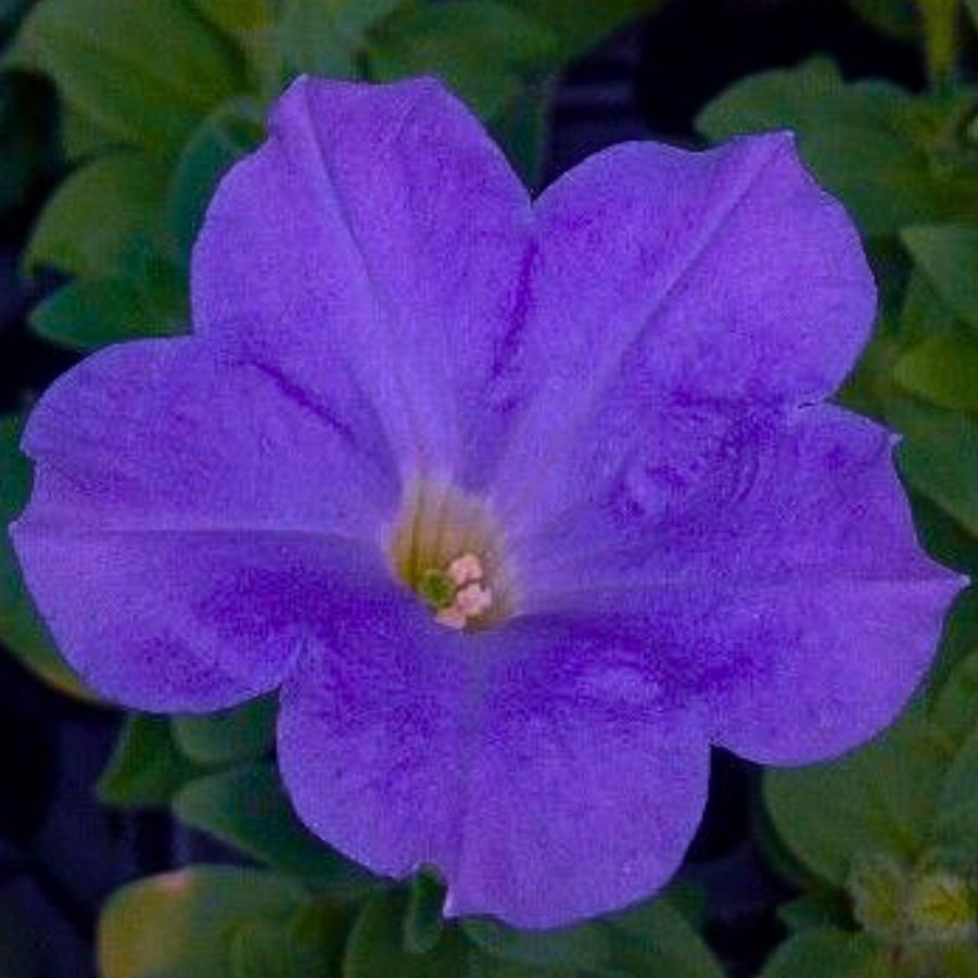 Petunia Surprise Blue Sky 