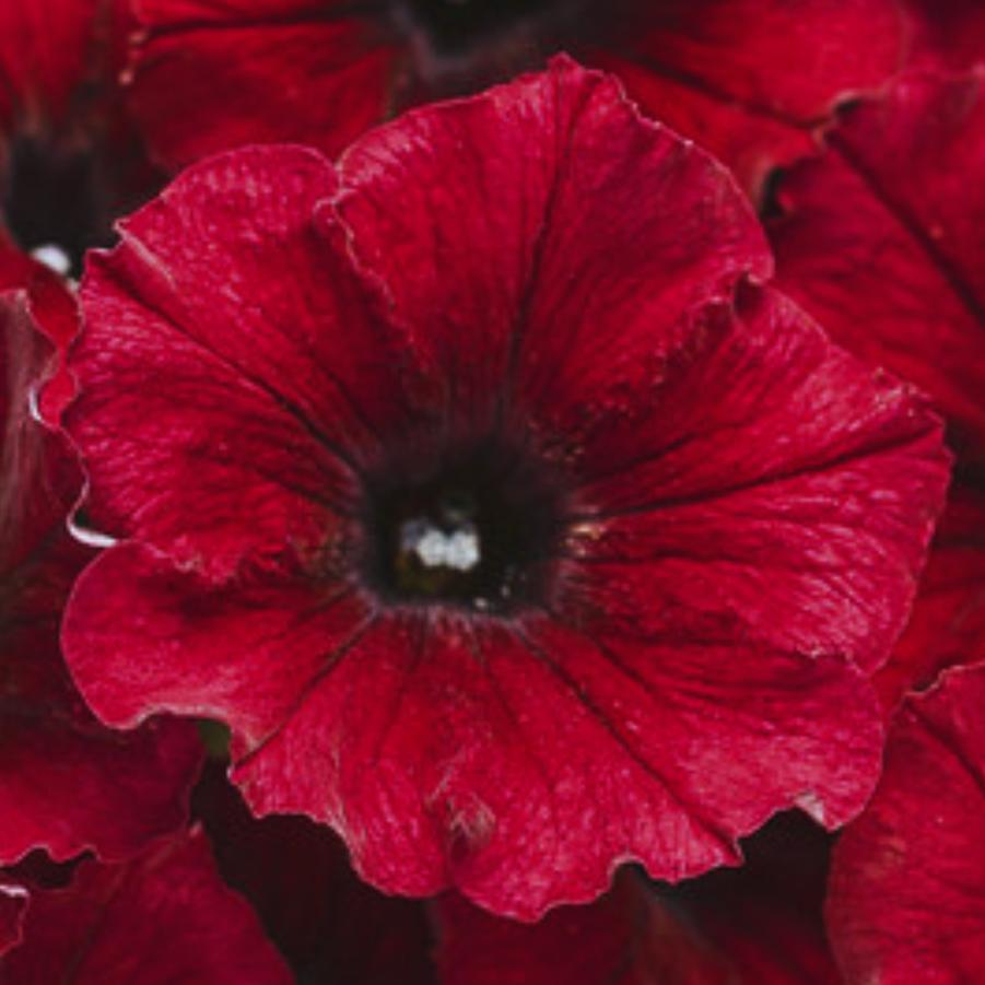 Petunia Supertunia Black Cherry 