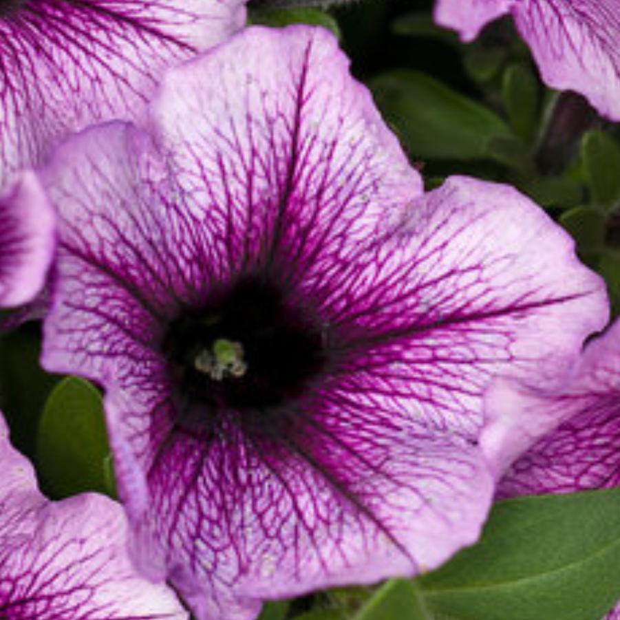 Petunia Supertunia Bordeaux 