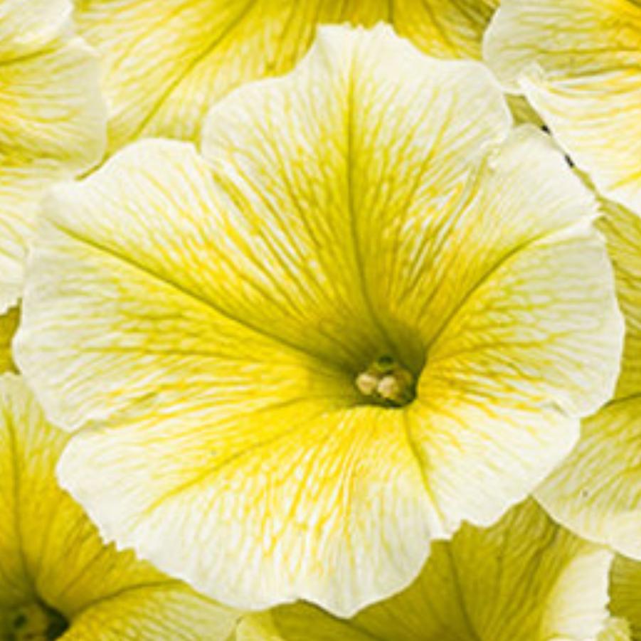 Petunia Supertunia Limoncello 