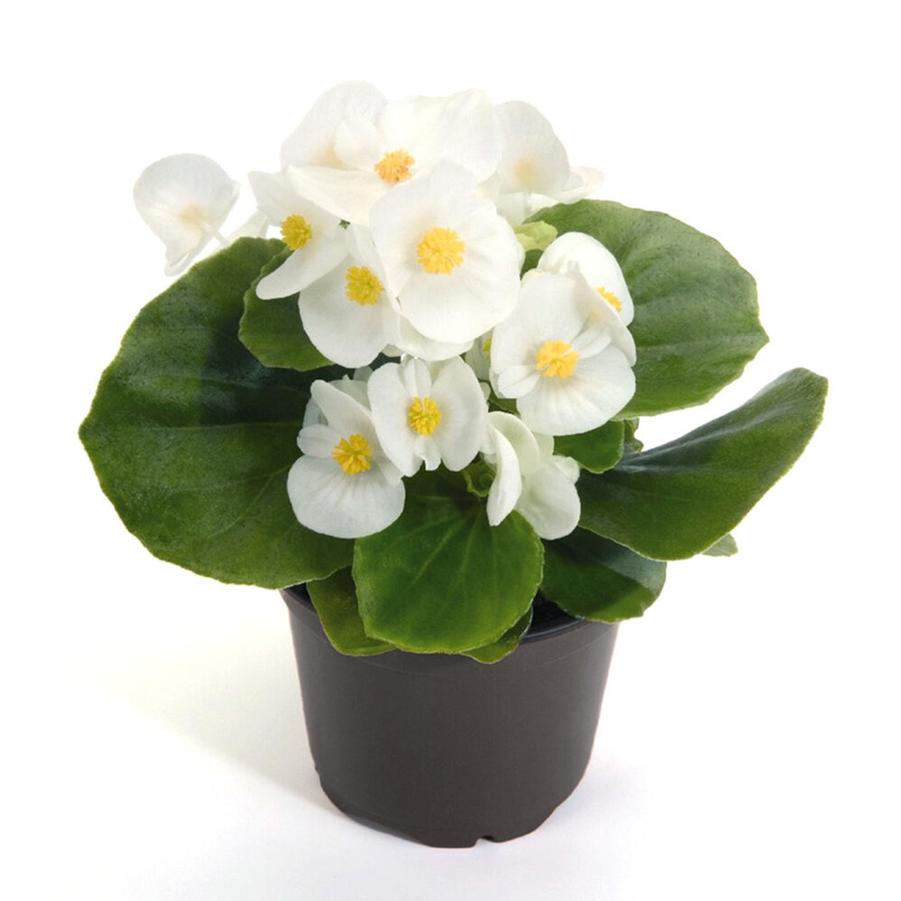 Begonia Sprint White 