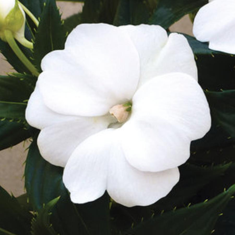 Sunpatien Compact White 