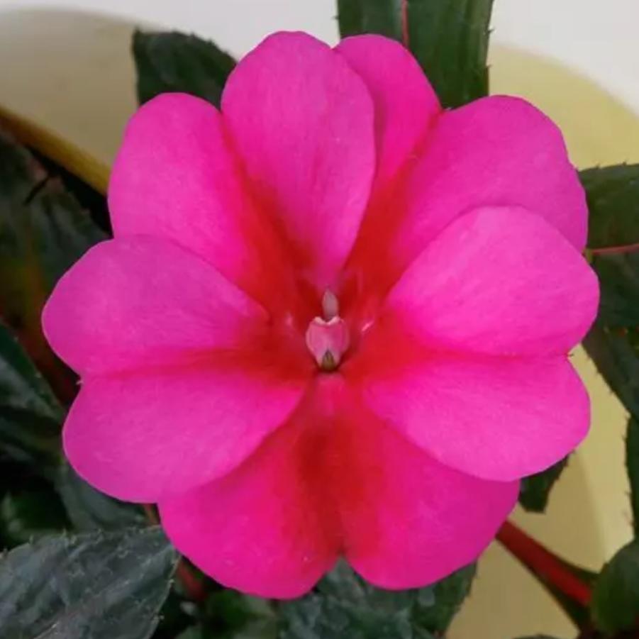 Sunpatien Compact Rose Glow 