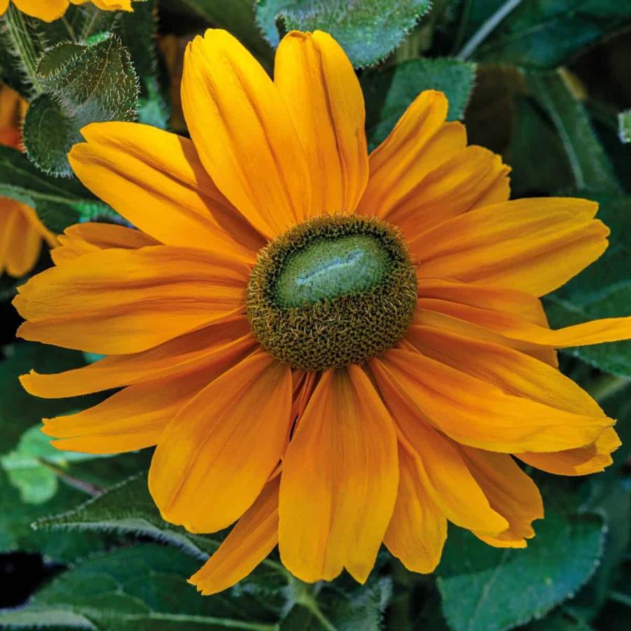 Rudbeckia Amarillo Gold 