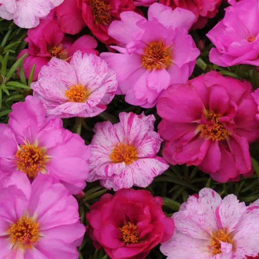 Portulaca Happy Hour Pink Passion Mix 