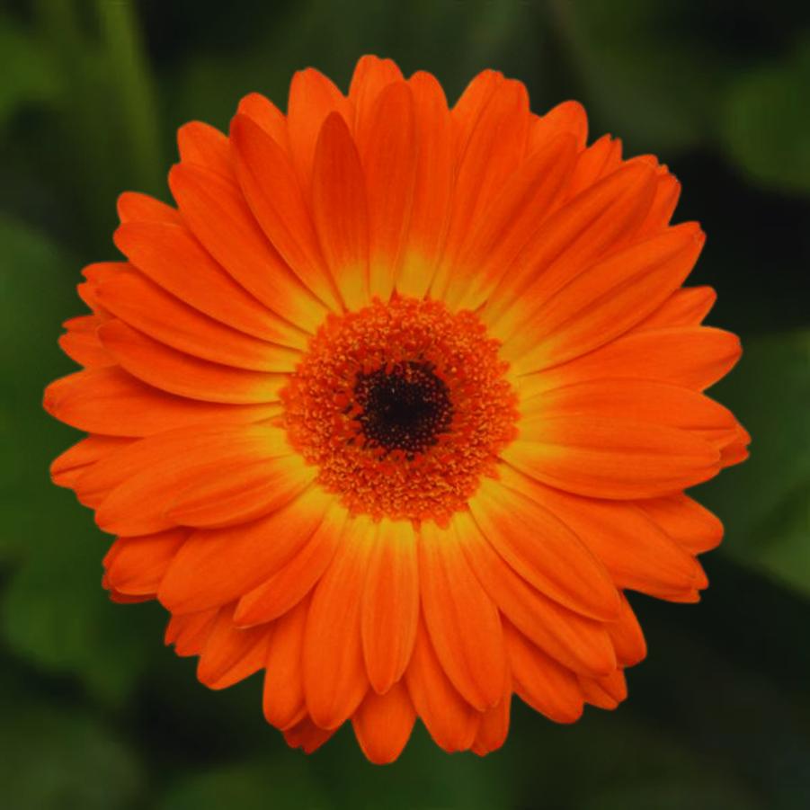 Gerbera Daisy Revolution Bicolor Yellow Orange 