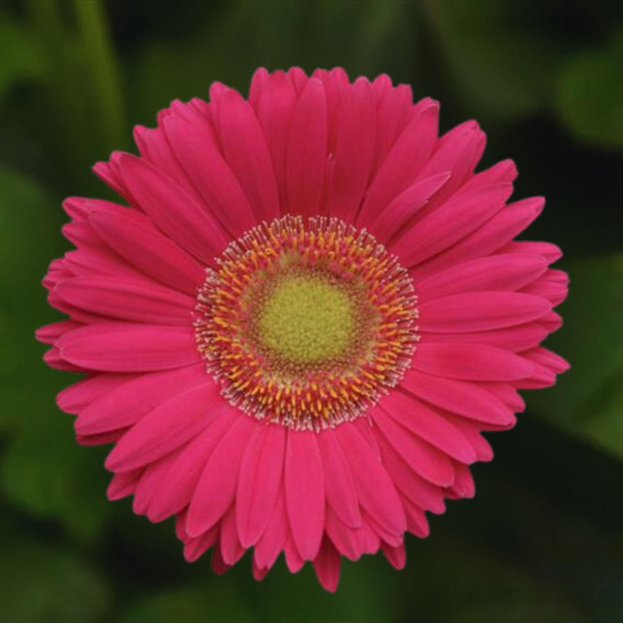 Gerbera Daisy Revolution Bright Rose Light Eye 