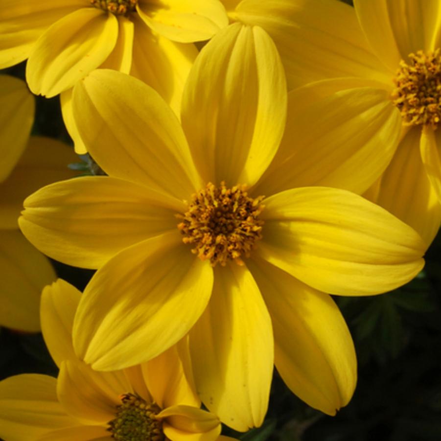 Bidens Bidy Gonzales Yellow 