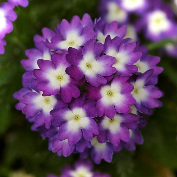 Verbena Wink Violet 