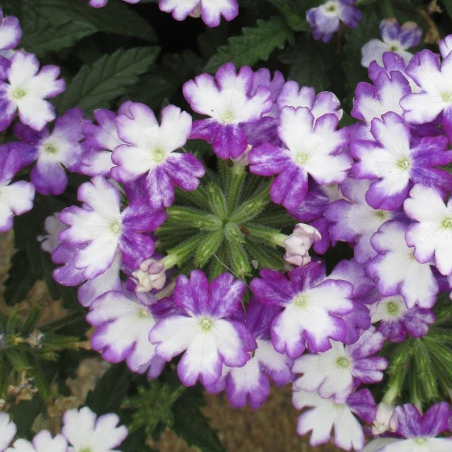 Verbena Wicked Cool Blue 