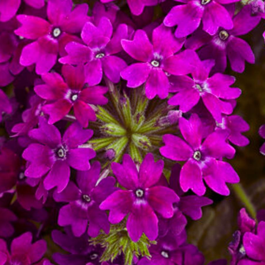 Verbena Superbena Royale Plum Wine 