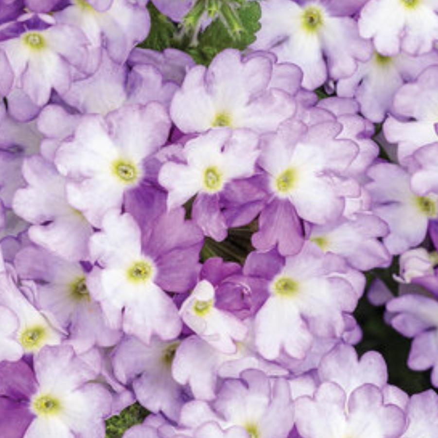 Verbena Superbena Sparkling Amethyst 