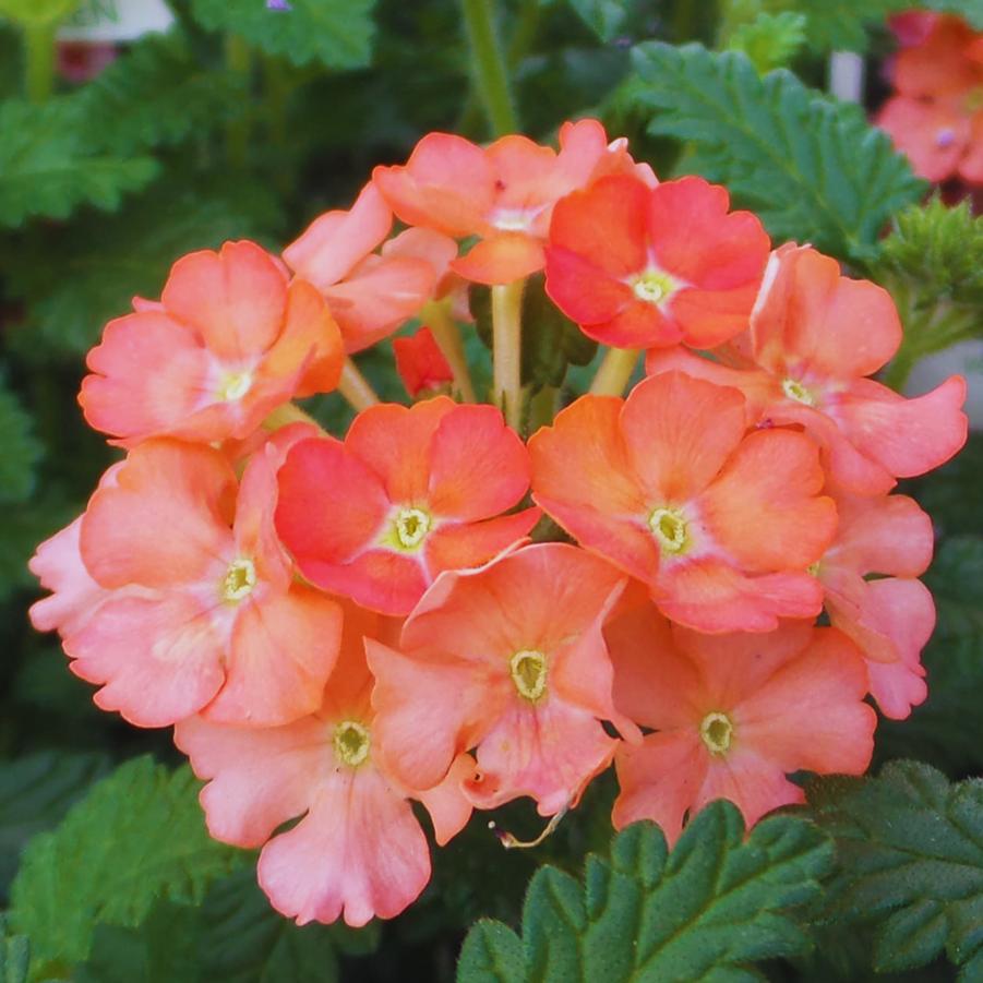 Verbena Superbena Peachy Keen 
