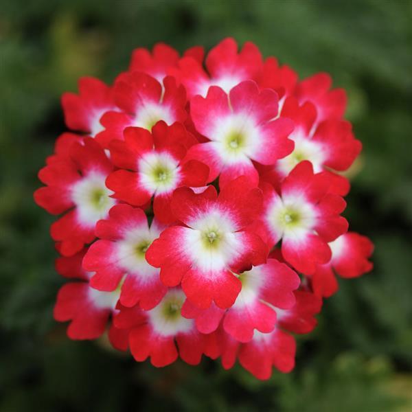 Verbena Lascar Red Rose 
