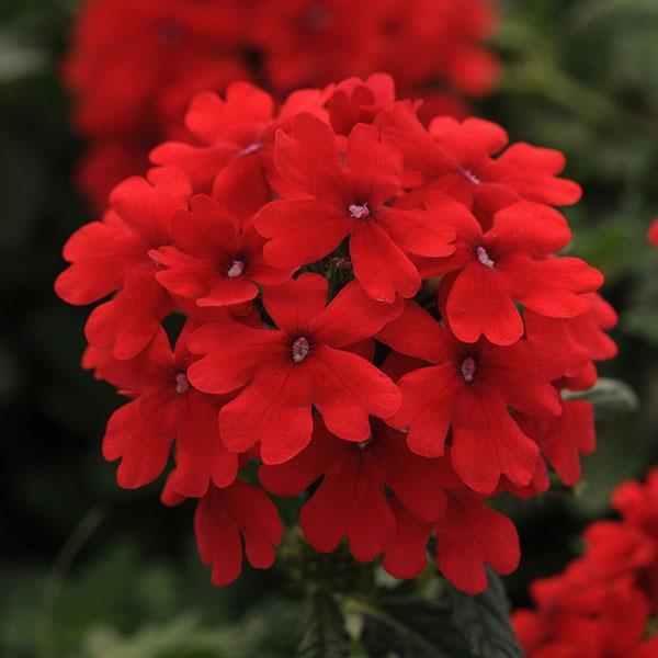 Verbena Firehouse Red 