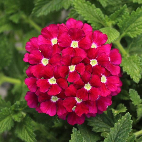 Verbena Firehouse Burgundy 