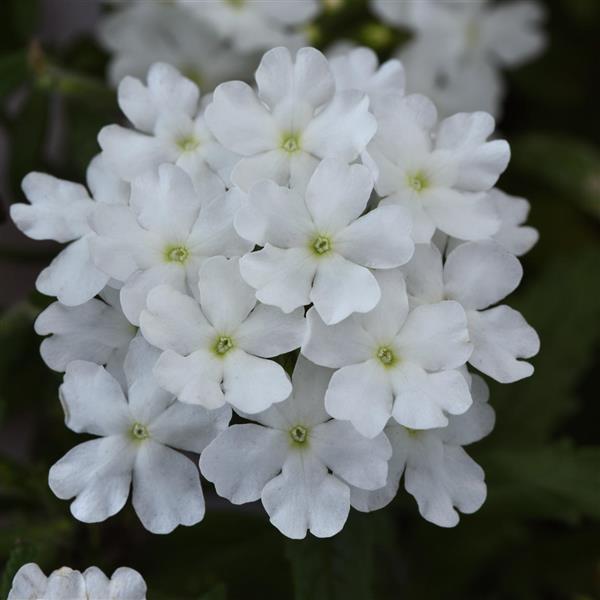 Verbena Firehouse White 