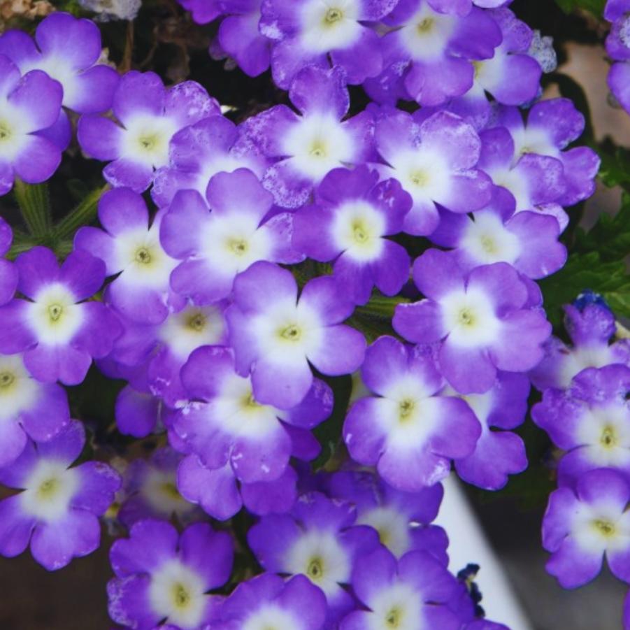 Verbena Empress Flair Blue Charm 