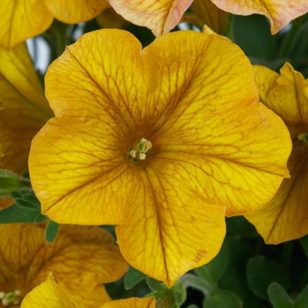 Petchoa SuperCal Premium Yellow Sun 