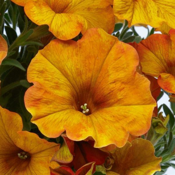 Petchoa SuperCal Premium Sunset Orange 
