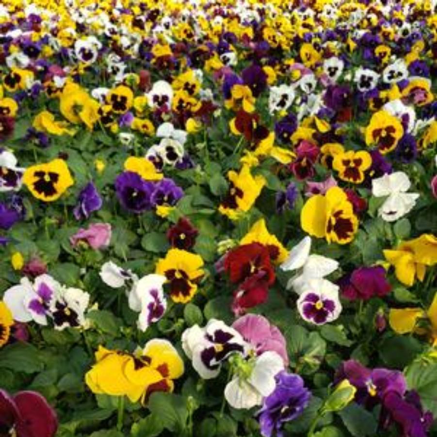 Pansy Majestic Giants Blotch Mix 