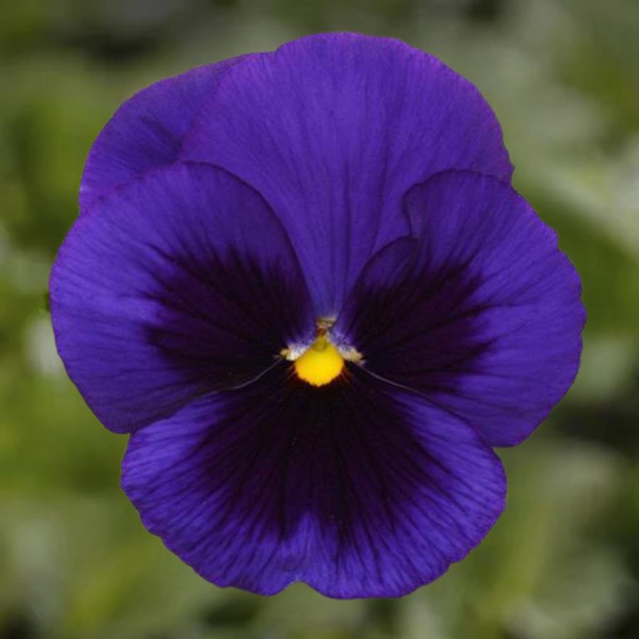 Pansy Matrix Blue Blotch 