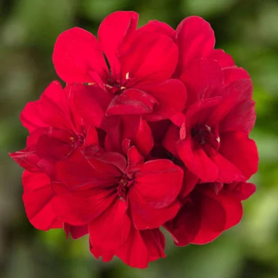 Interspecific Geranium Calliope Medium Dark Red 