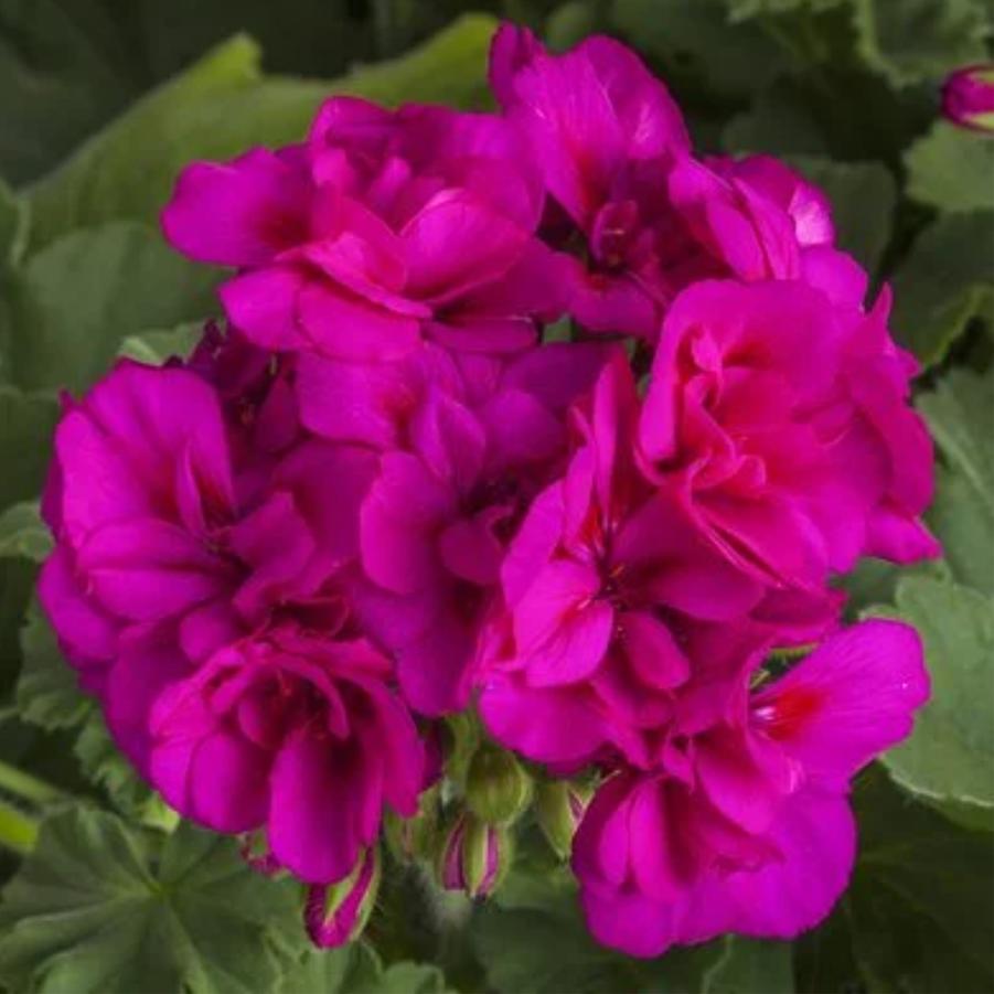 Interspecific Geranium Calliope Medium Violet 