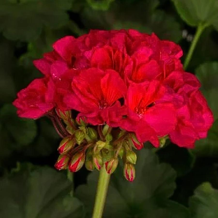 Zonal Geranium Tango Neon Purple 