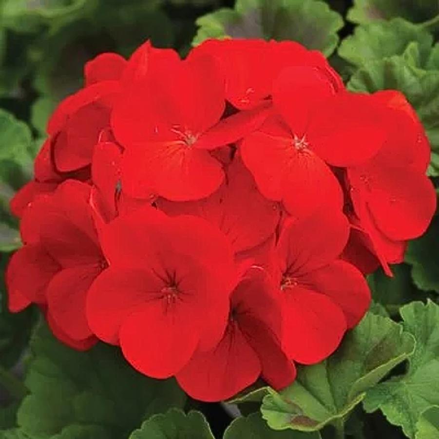 Seed Geranium Pinto Premium Deep Red 