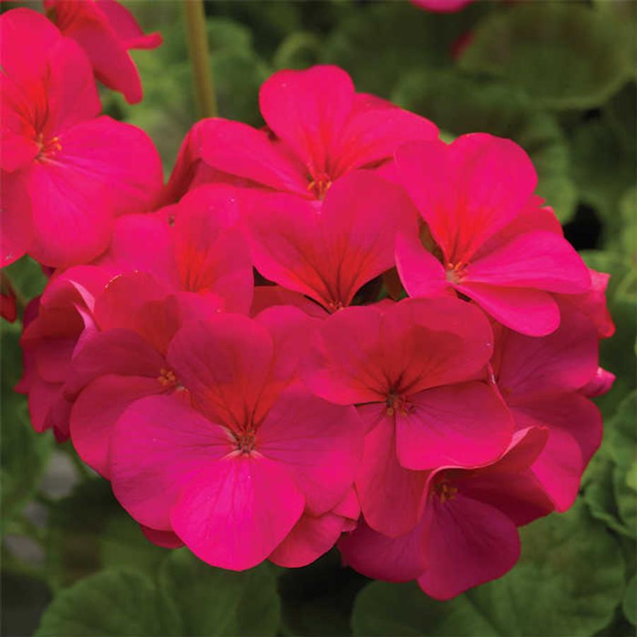 Seed Geranium Pinto Premium Lavender Rose 