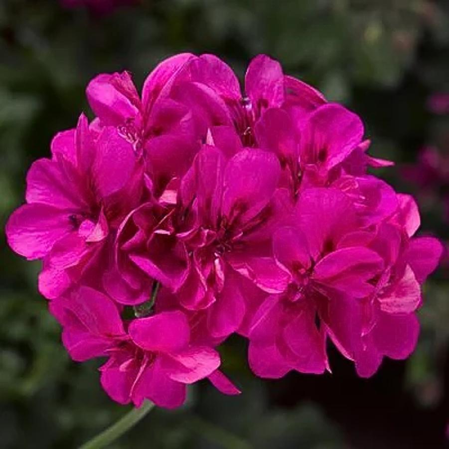 Ivy Geranium Ivy League Deep Pink 